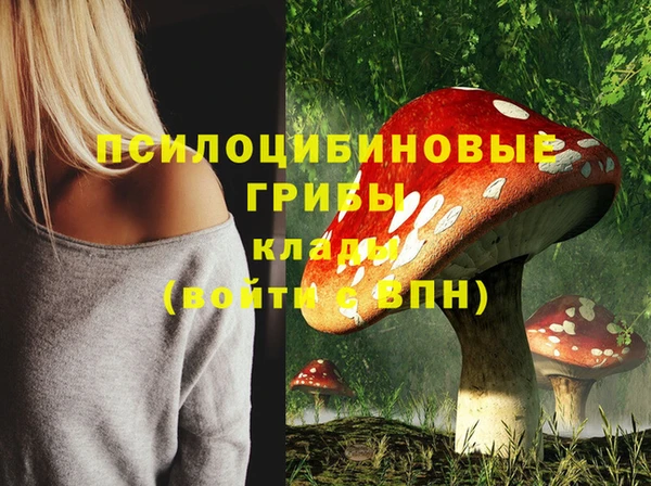 прущие грибы Дмитров